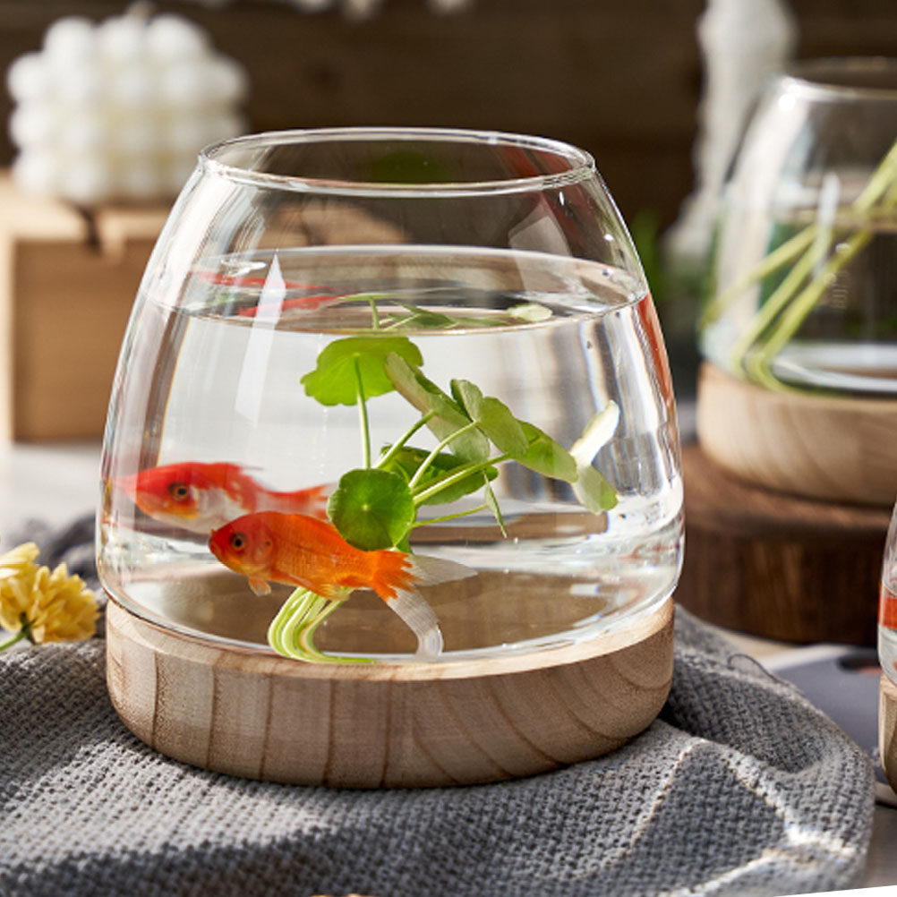 1Set Premium Glass Hydroponic  - đánh giá và giá Aquarium Fish Bowl