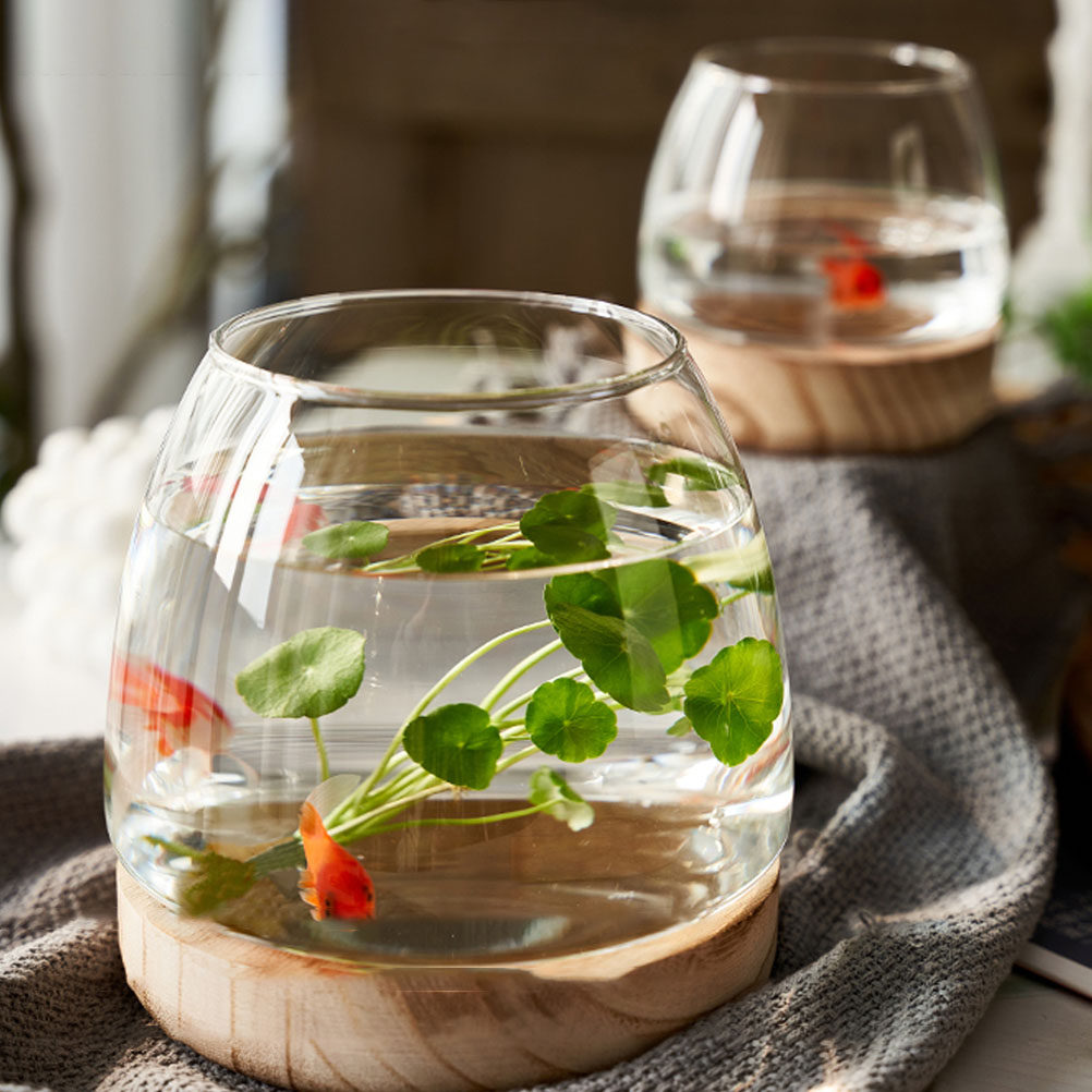 1Set Premium Glass Hydroponic  - đánh giá và giá Aquarium Fish Bowl