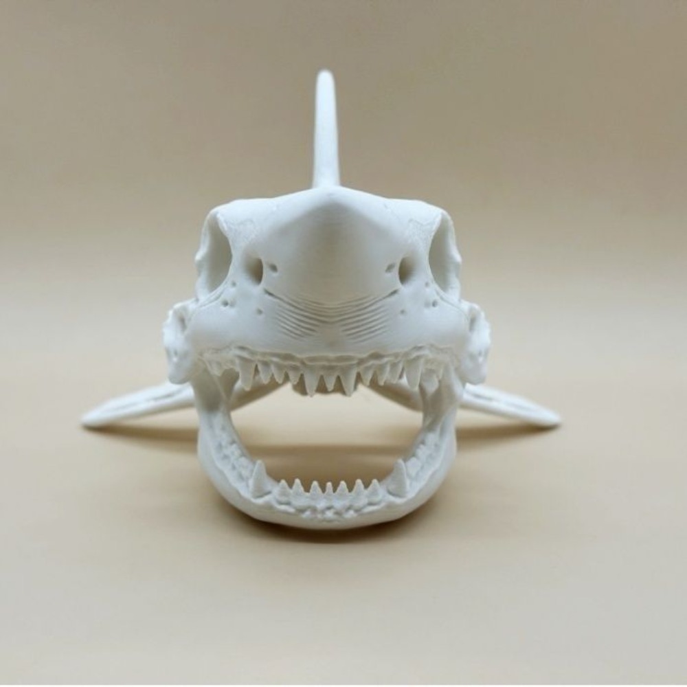3D Printing Shark Skull Skelet - đánh giá và giá Aquarium Fish Diseases