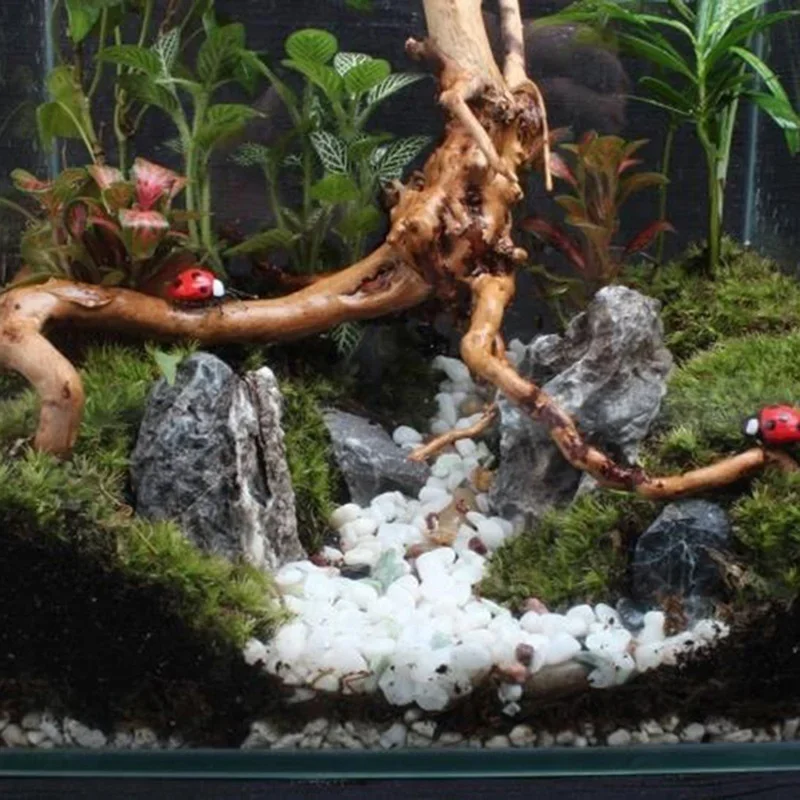 Natural Tree Trunk Driftwood A - đánh giá và giá Aquarium Fish Diseases