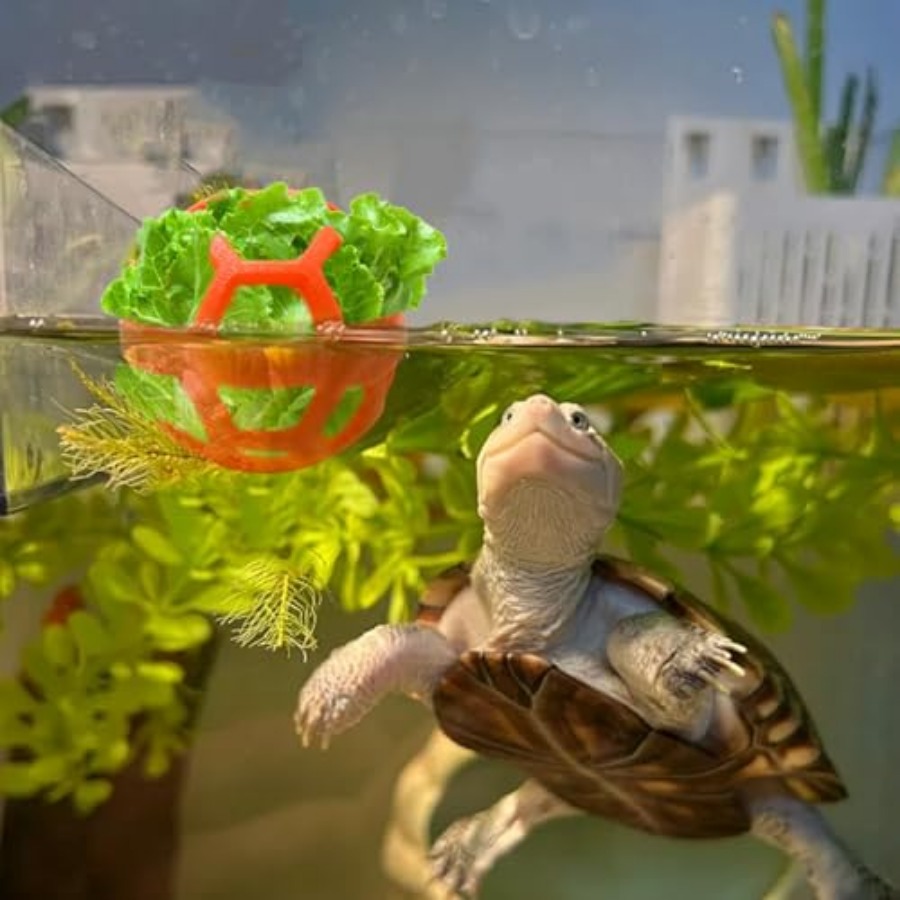 3 Pack Feeding Ball Toys for T - đánh giá và giá Aquarium Fish Supplier