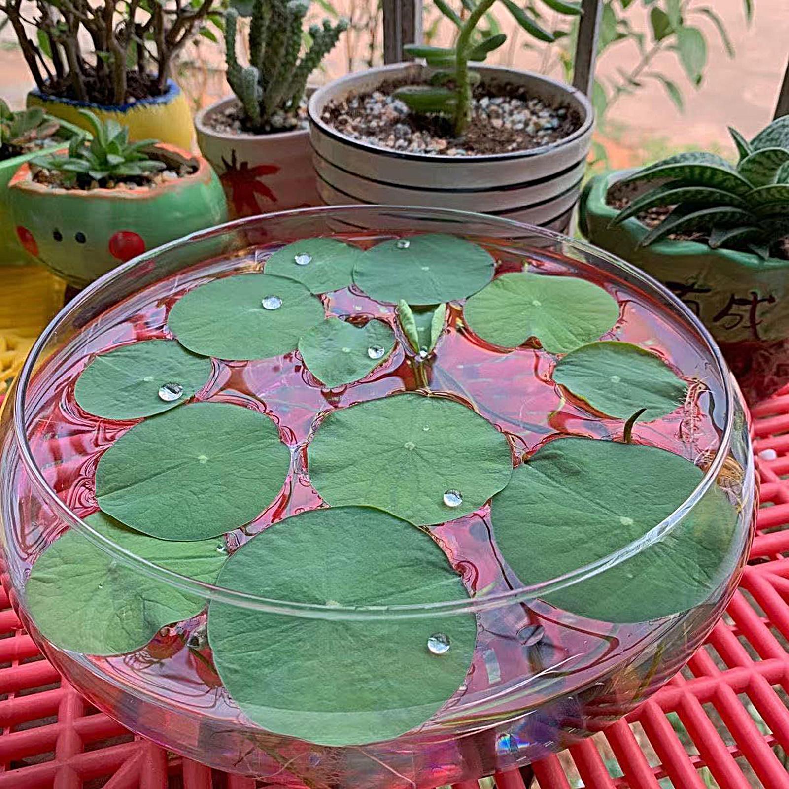 Fish Glass Bowl Glass Large Hy - đánh giá và giá Aquarium Fish Bowl