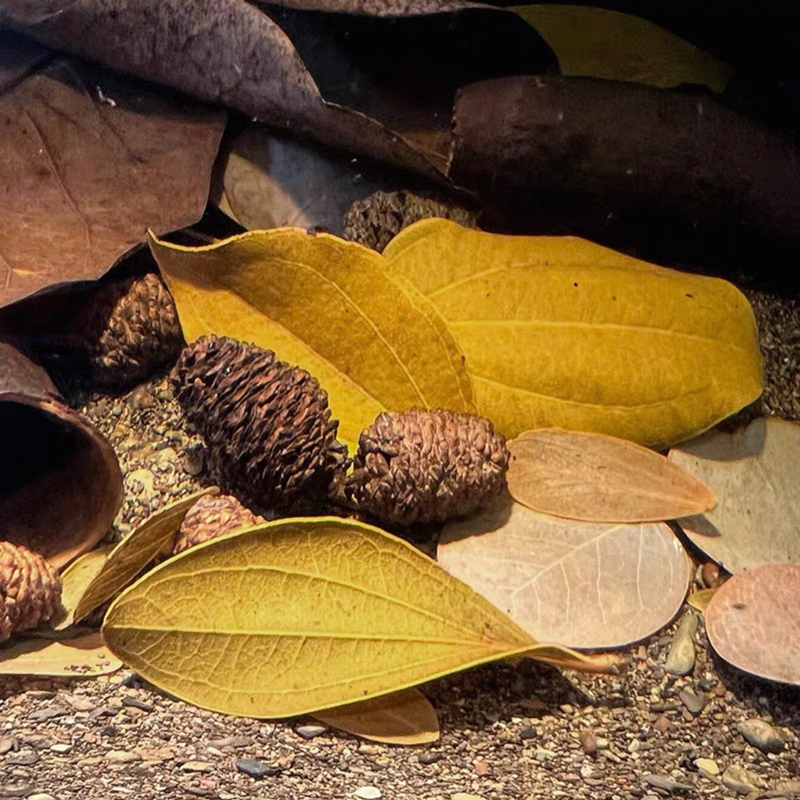 20pcs/lot Alder Cones Anti-Bac - đánh giá và giá Aquarium Fish Diseases