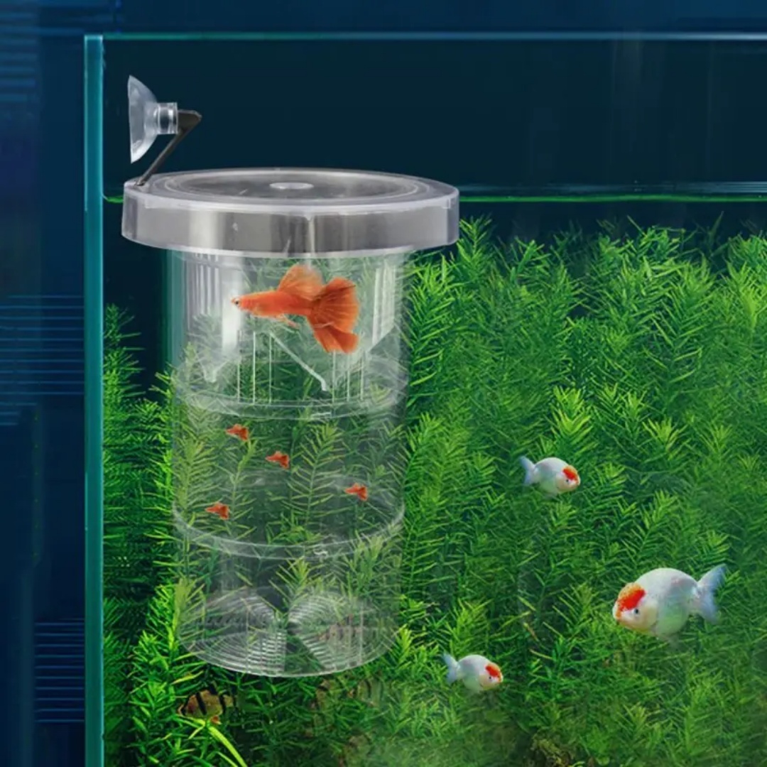 Acrylic Floating Fish Breeding - đánh giá và giá Aquarium Fish Auto Feeder